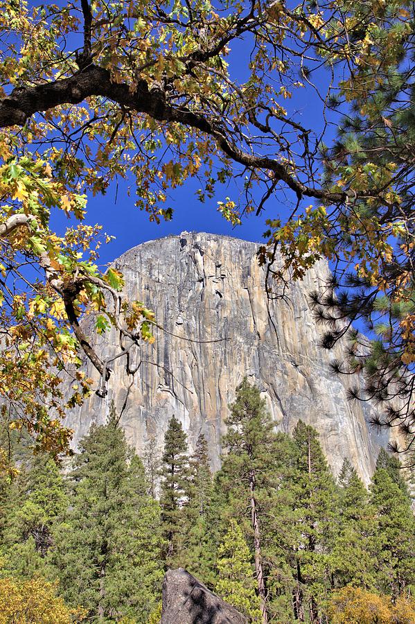 El Capitan in Yosemite Photograph by Gordon Elwell
