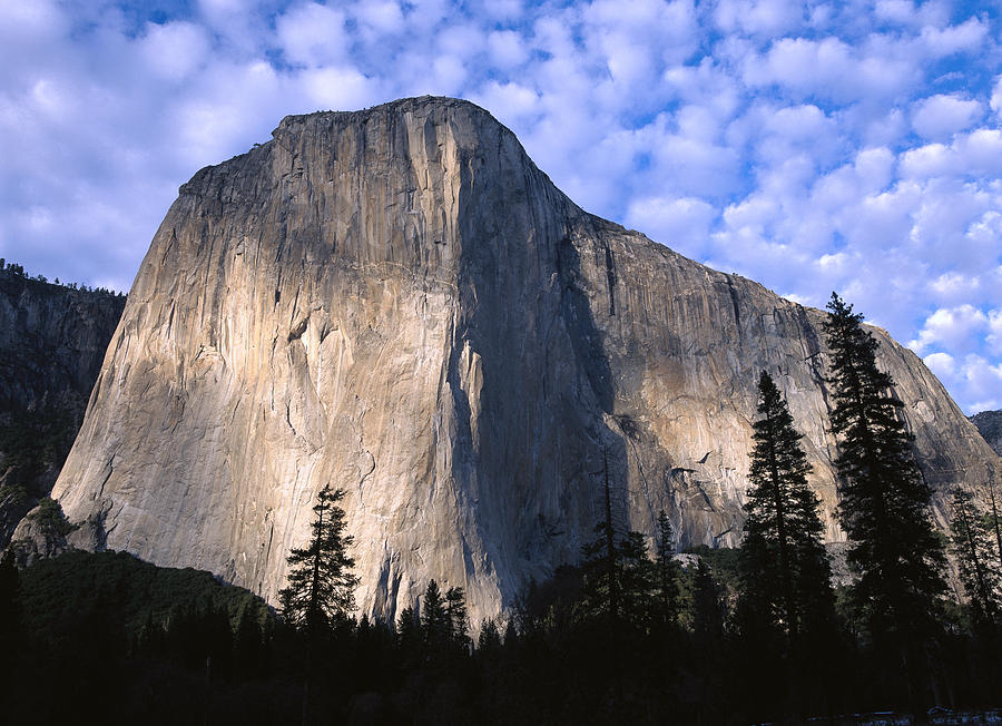 El Capitan Rising Over The Forest Photograph by Tim Fitzharris