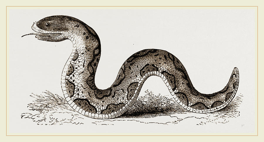 Nature Drawing - El Effah  Viper by Litz Collection