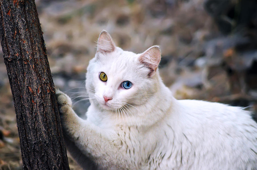 Cat Photograph - El Gato by Camille Lopez