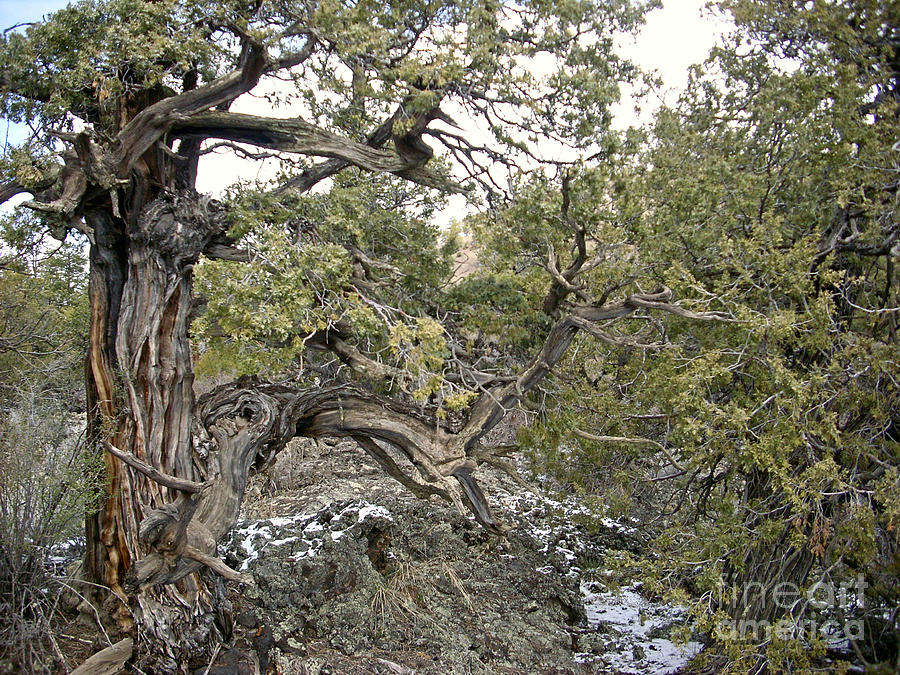 El Malpais Twisted Tree 2 Photograph by Birgit Seeger-Brooks