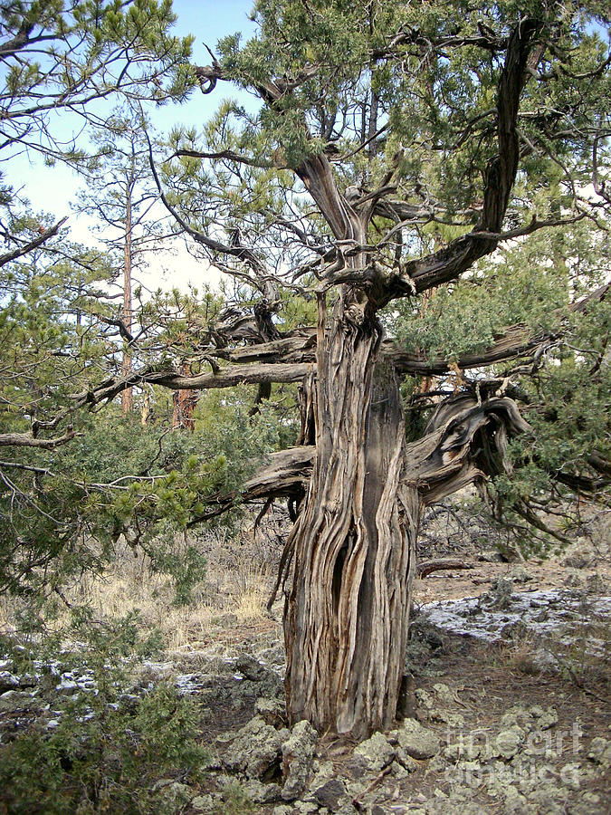 El Malpais Twisted Tree 3 Photograph by Birgit Seeger-Brooks