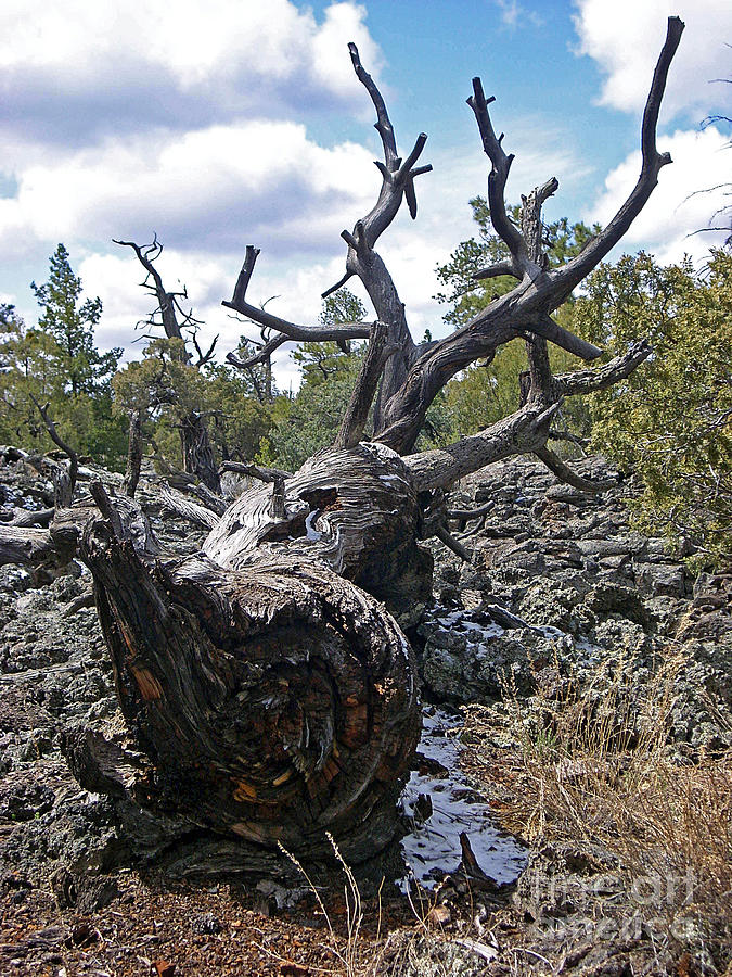 El Malpais Twisted Tree 5 Photograph by Birgit Seeger-Brooks