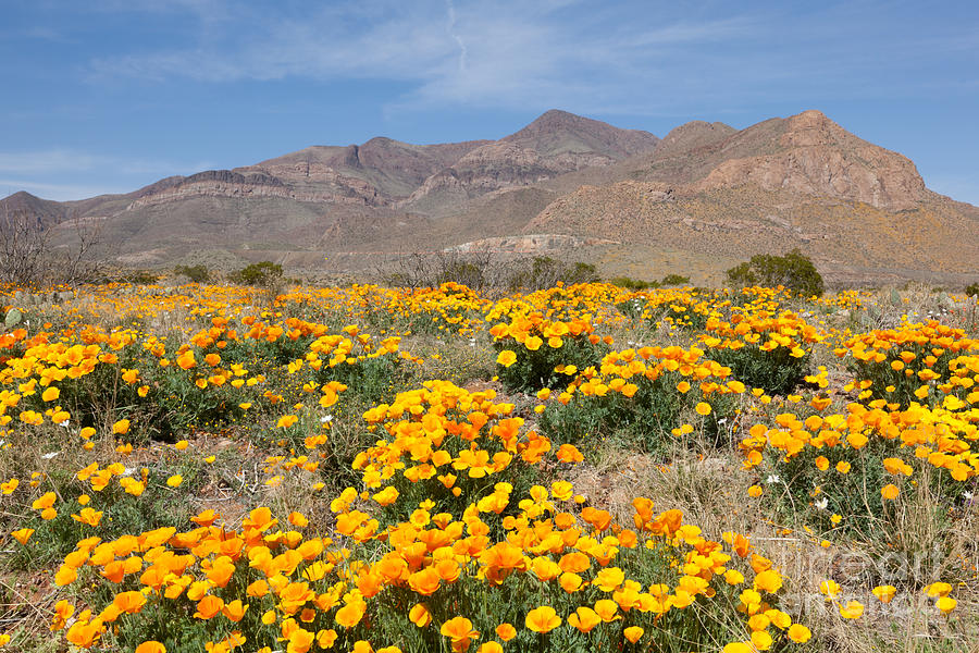 El Paso Poppies Photograph by Jason Meyer