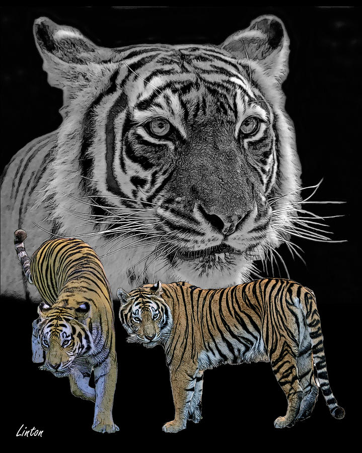 El Tigre 4 Digital Art by Larry Linton