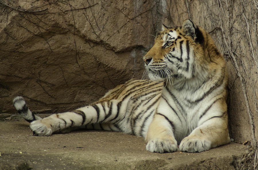 El Tigre Photograph by Greg Thiemeyer - Fine Art America