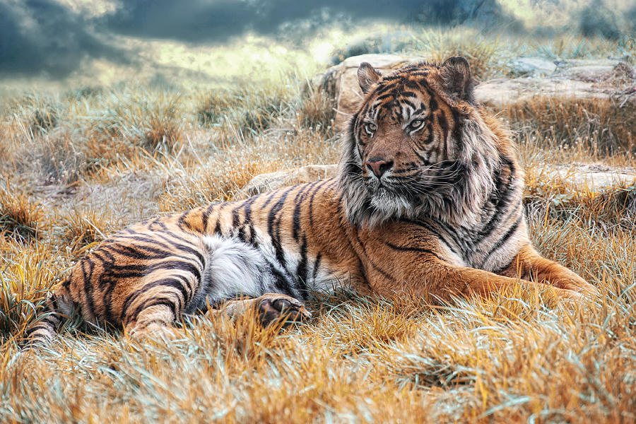 Animal Photograph - El Tigre by Joachim G Pinkawa