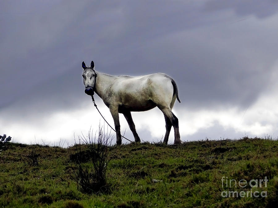 El Valle Horse Photograph by Al Bourassa