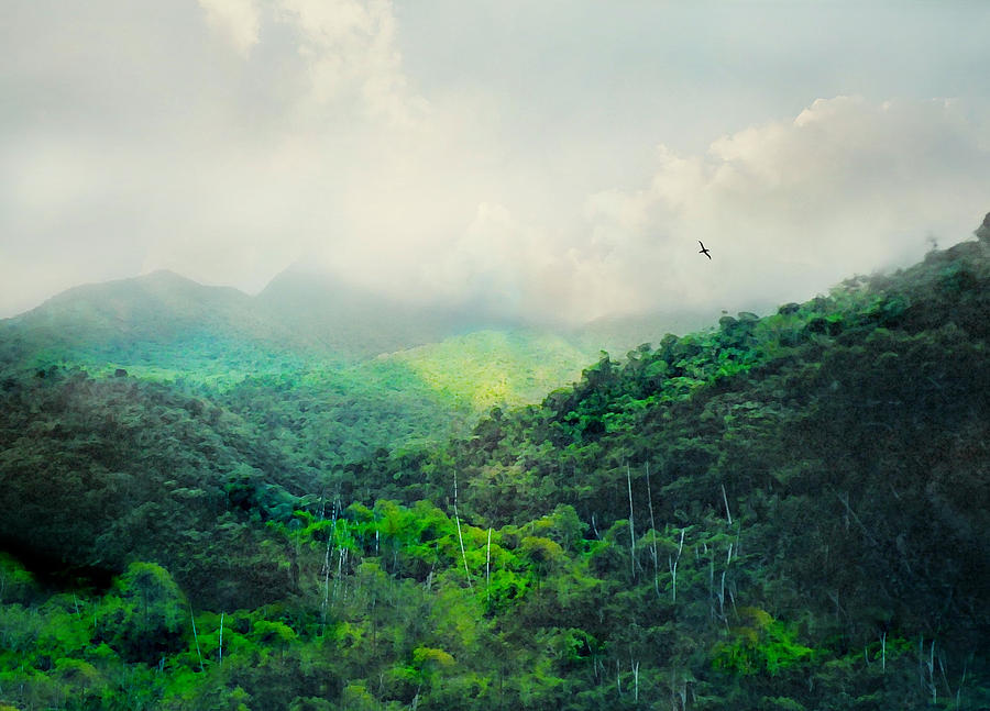 Nature Photograph - El Yunque National Rain Forest by Diana Angstadt