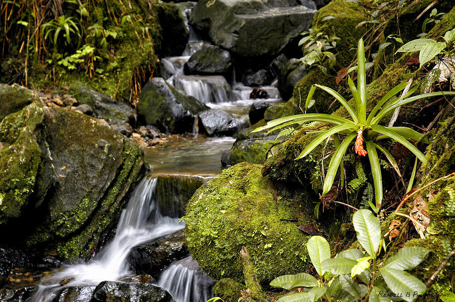 El Yunque Rain Forest Waterfall Photograph by Rendell B - Pixels