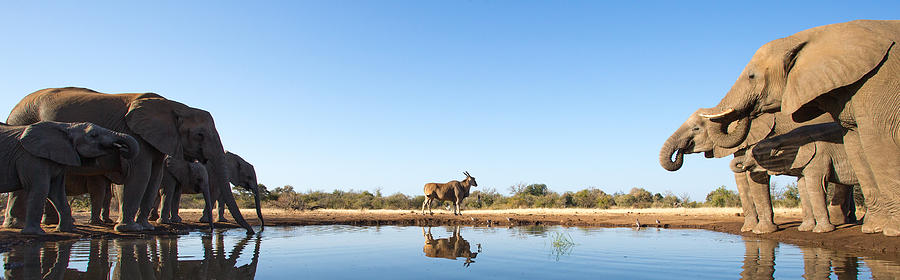 Eland and Elephants Photograph by Max Waugh | Fine Art America