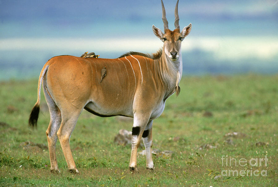 Eland Tragelaphus Oryx Photograph by Art Wolfe