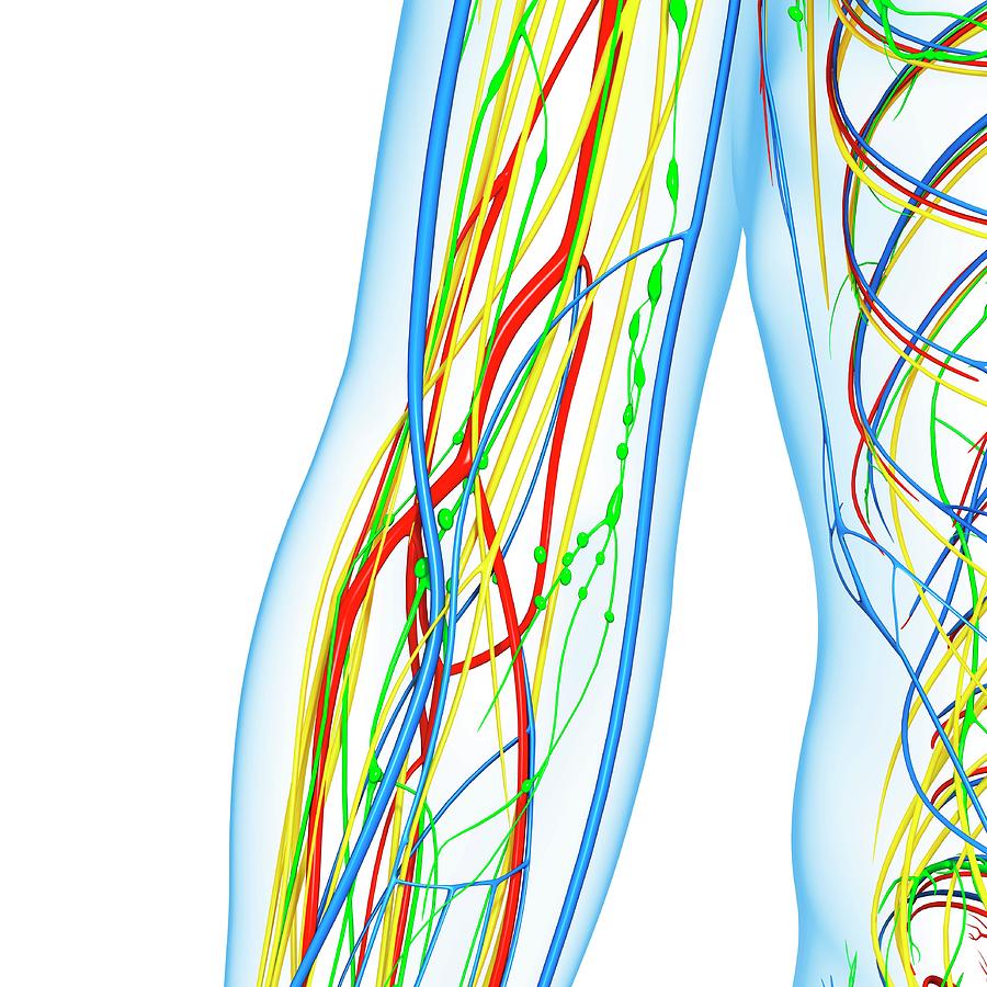 Elbow Anatomy Photograph by Pixologicstudio/science Photo Library Pixels