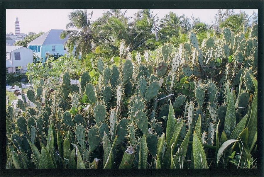 Elbow Cay Cactus Photograph by Robert Nickologianis