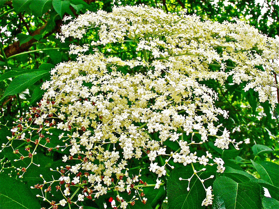 Elderberry in Indiana Dunes National Lakeshore-Indiana  Photograph by Ruth Hager