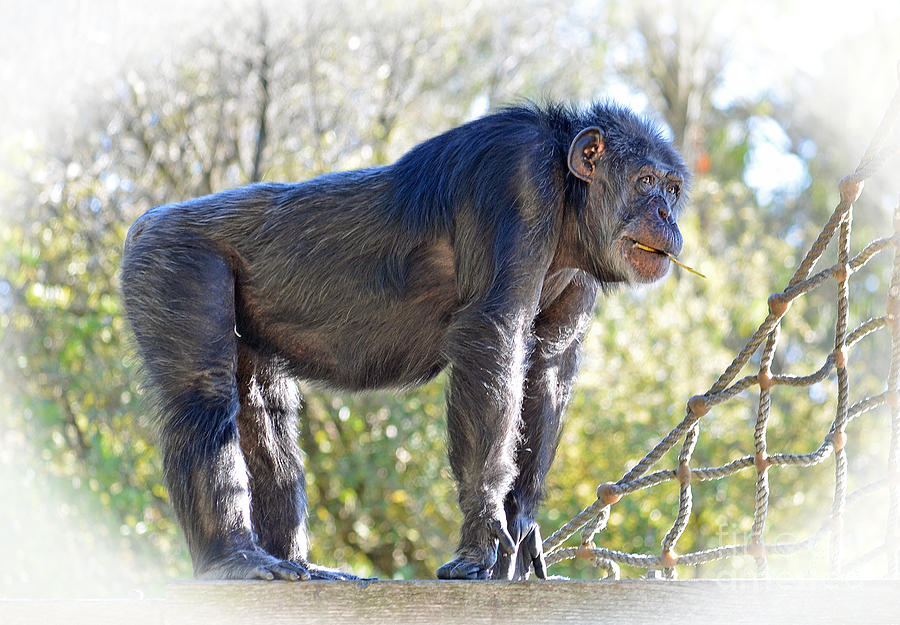 Elderly Chimpanzee Photograph by Jim Fitzpatrick