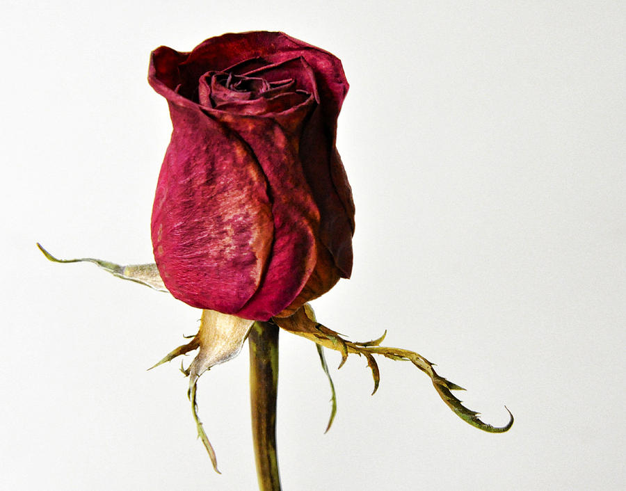 Elderly Rose Photograph by Glenn Grossman