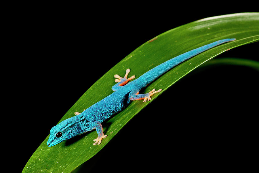 Blue Photograph - Electric Blue Day Gecko, Lygodactylus by David Northcott.