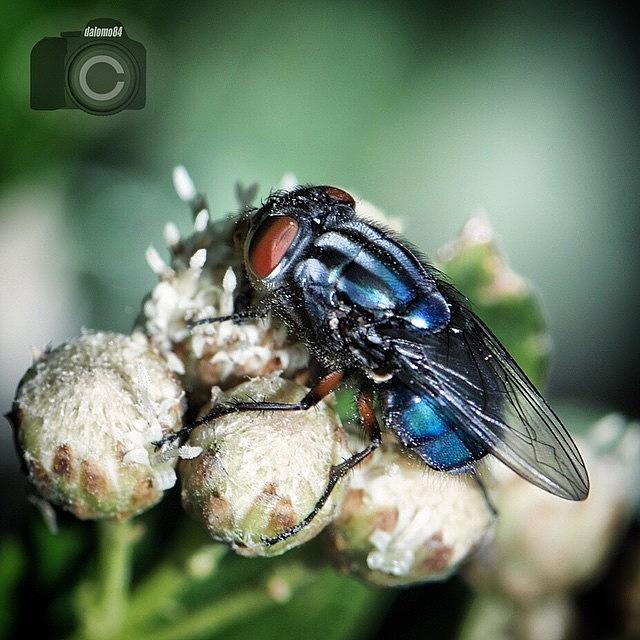 Electric Blue Fly #animalsbydl Photograph by David Lopez