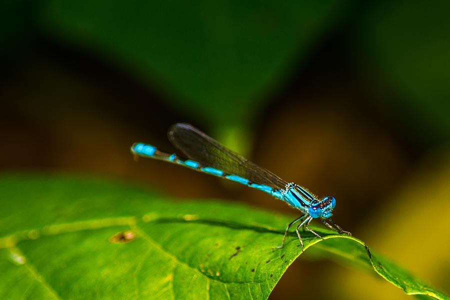 Insects Photograph - Electric Blue by Kathy Liebrum Bailey