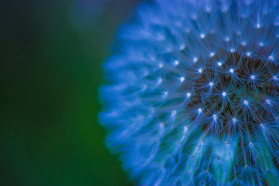 Flower Photograph - Electric Blue by Martin Newman