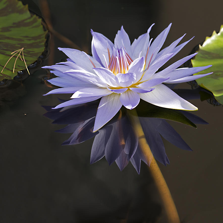 Electric Blue Pond Lilly Photograph by Gordon Ripley