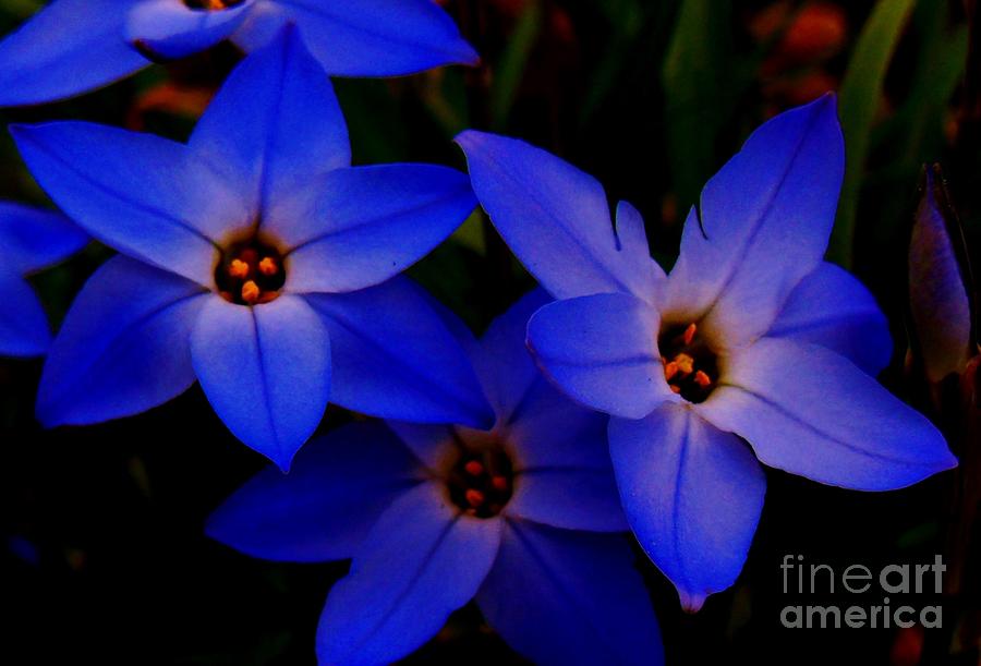 Flower Photograph - Electric Blue by Sharon Costa