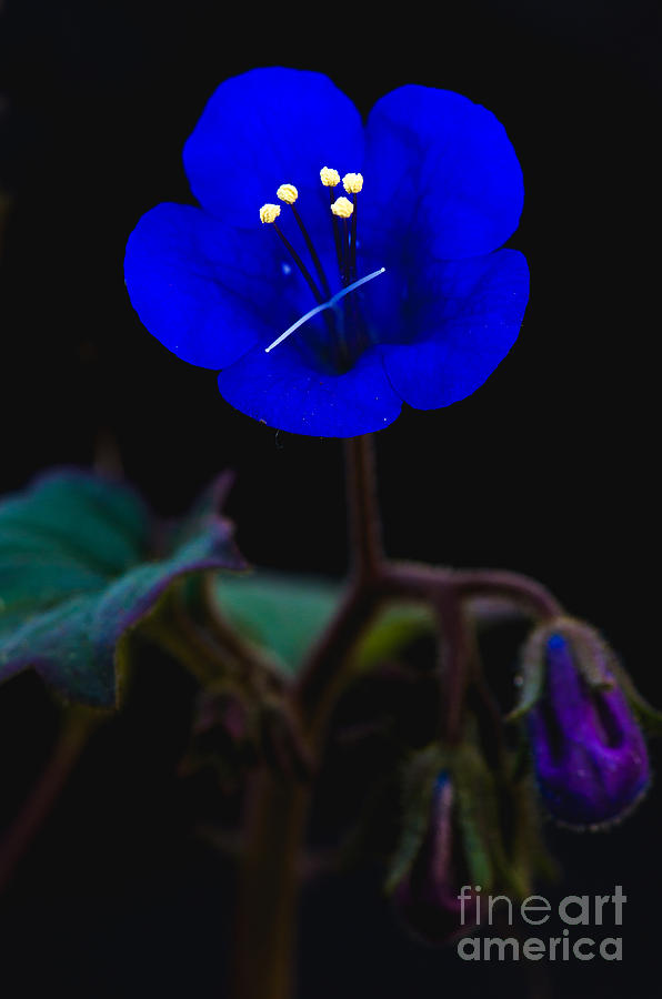 Electric Blue Photograph by Tamara Becker