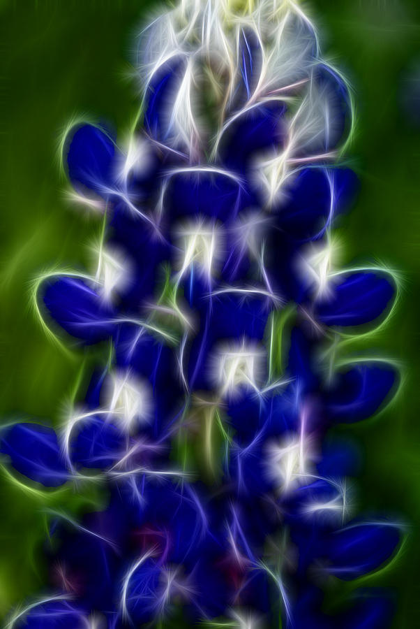 electric-bluebonnet-photograph-by-robyn-stacey-fine-art-america