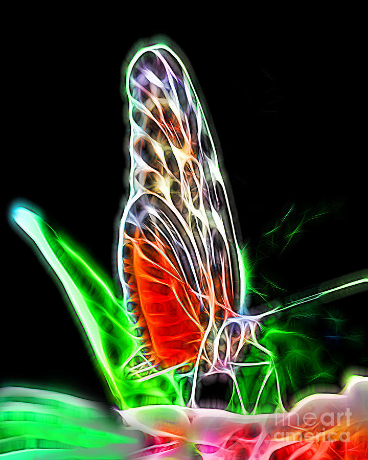Electric Butterfly Photograph by Dawn Gari