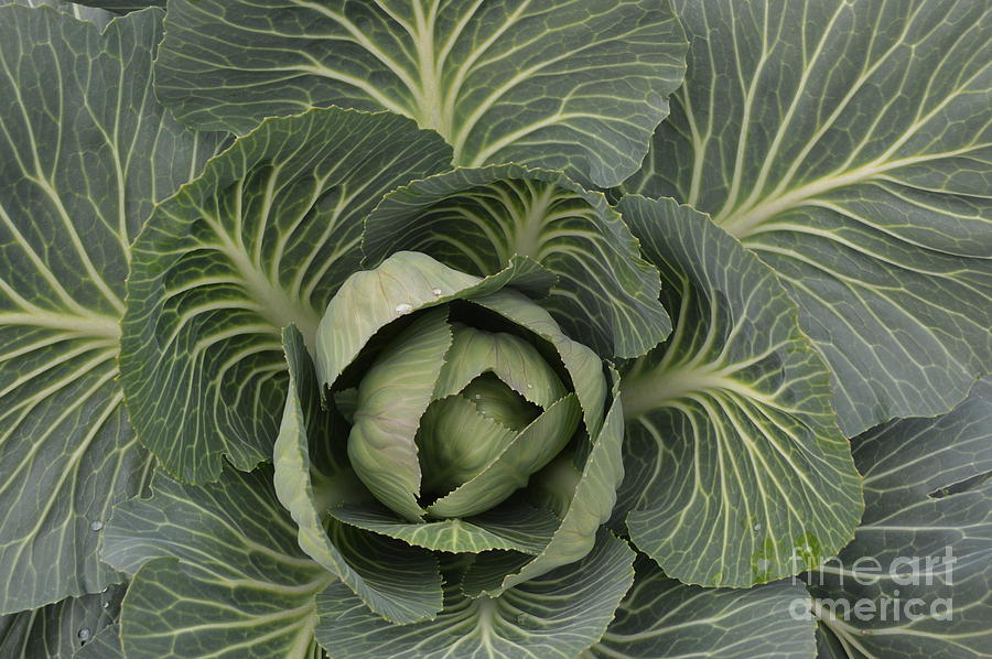 Brian Boyle Photograph - Electric cabbage by Brian Boyle