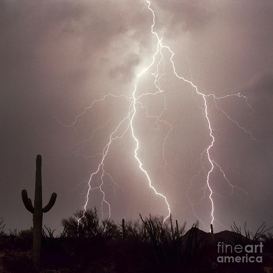 Saguaro National Park Photograph - ELECTRIC DESERT ll by Douglas Taylor