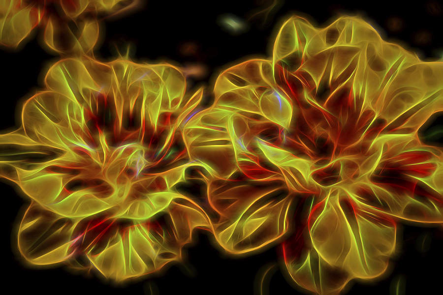 Electric Flowers Photograph by Theodore Jones