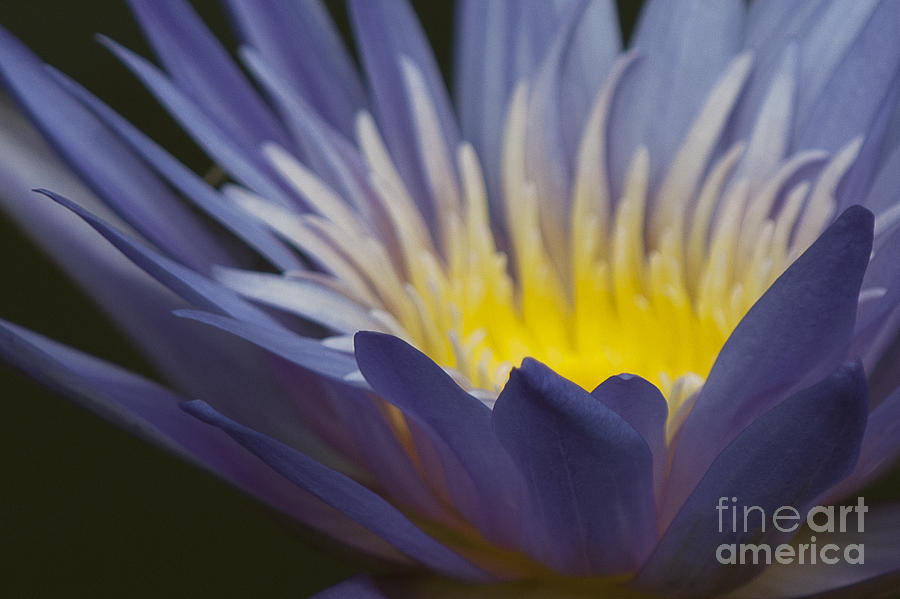 Water Lily Photograph - Electric Glow by Lauren Brice Water Lily Photograph - Electric Glow by Lauren Brice
