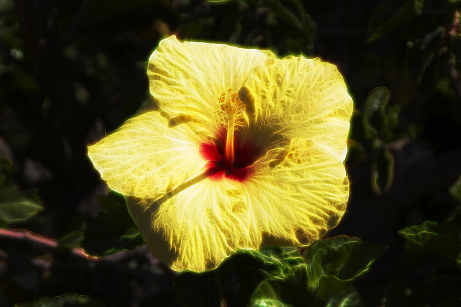 Electric Hibiscus Digital Art by Photographic Art by Russel Ray Photos