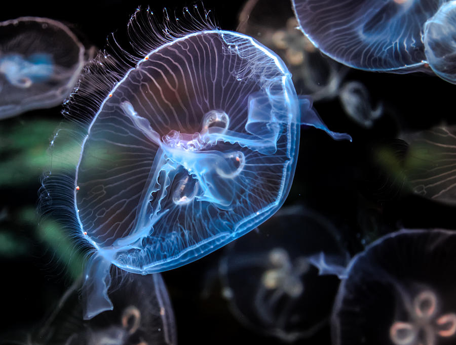 Fish Photograph - Electric Jellies by Karen Wiles