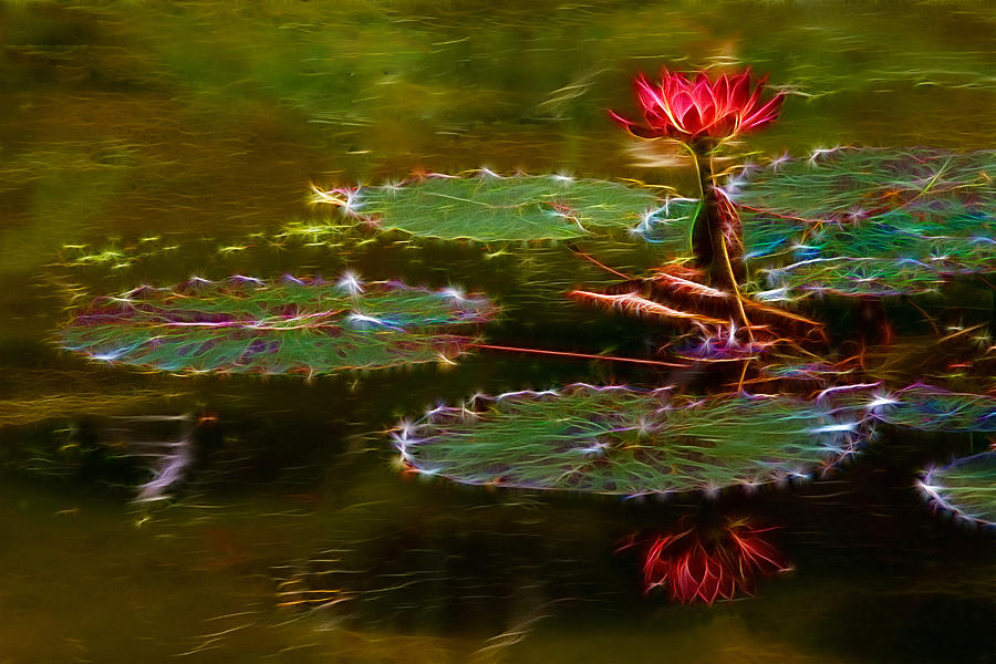 Electric Lily Pad Photograph by Beth Sargent