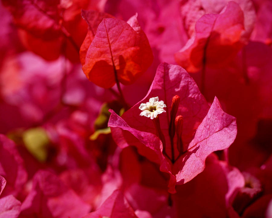Electric Pink Bougainvillea Photograph by Rona Black