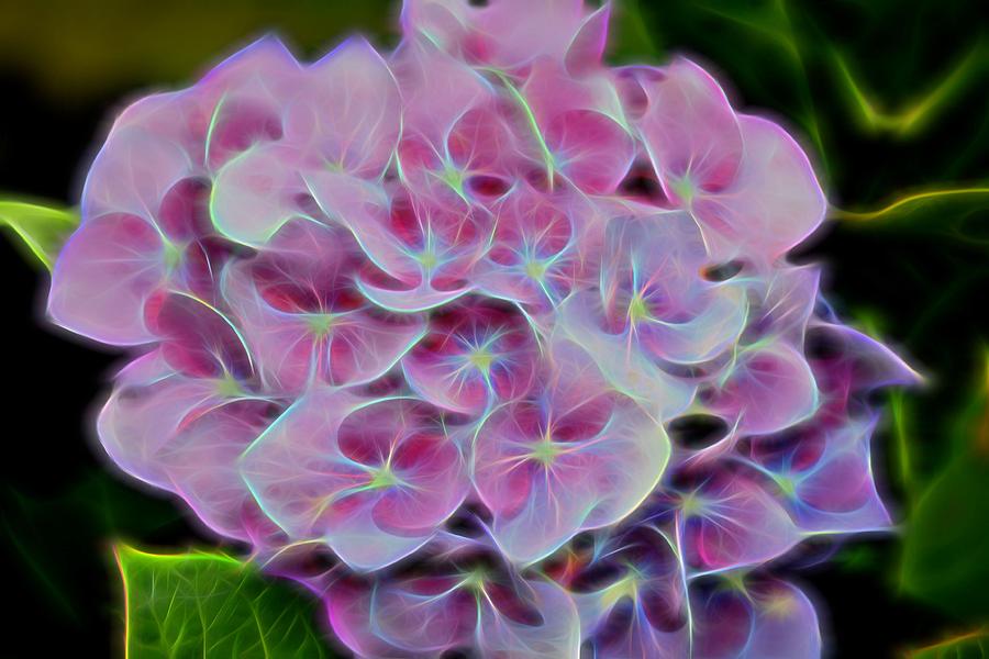 Flower Photograph - Electric Pink by Kathy McCabe