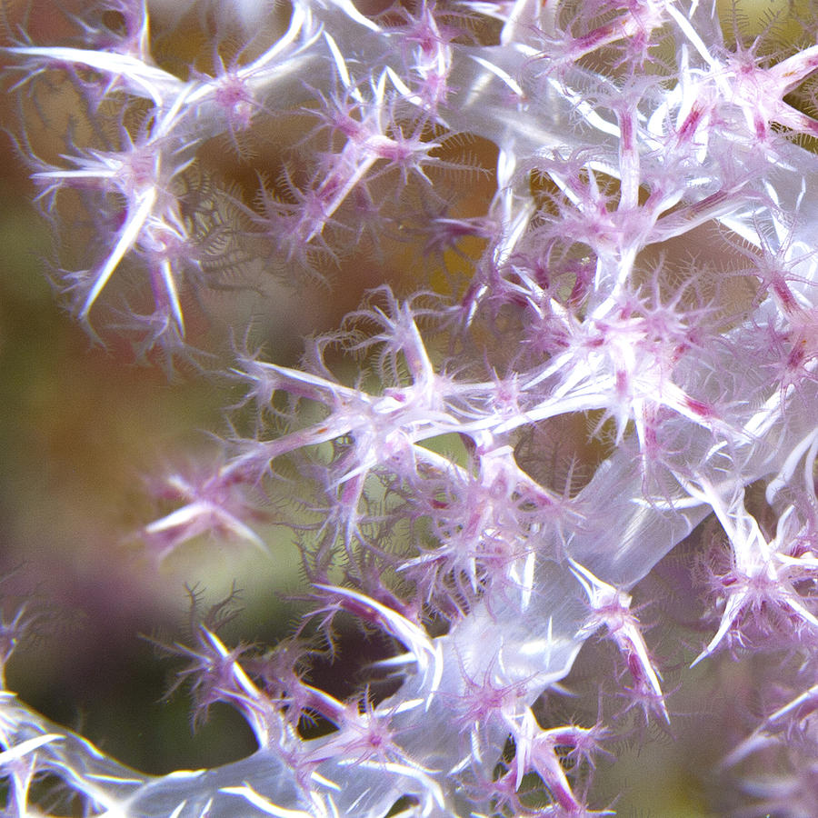 Underwater Photograph - Electric Pink by Paula De Baleau