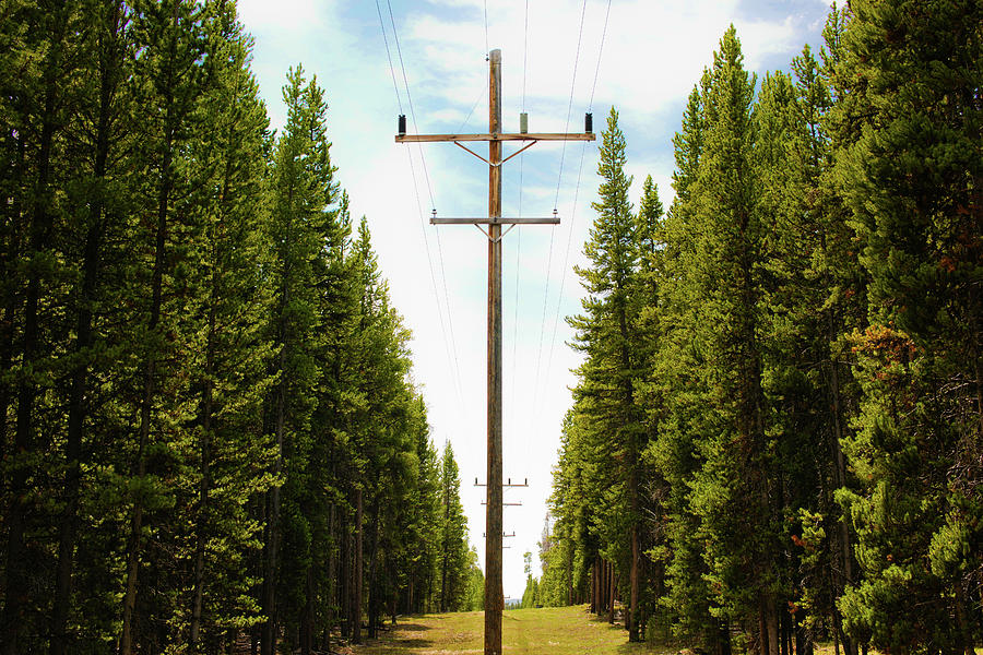 Electric Pole Running Through Forest Photograph by Jhillphotography