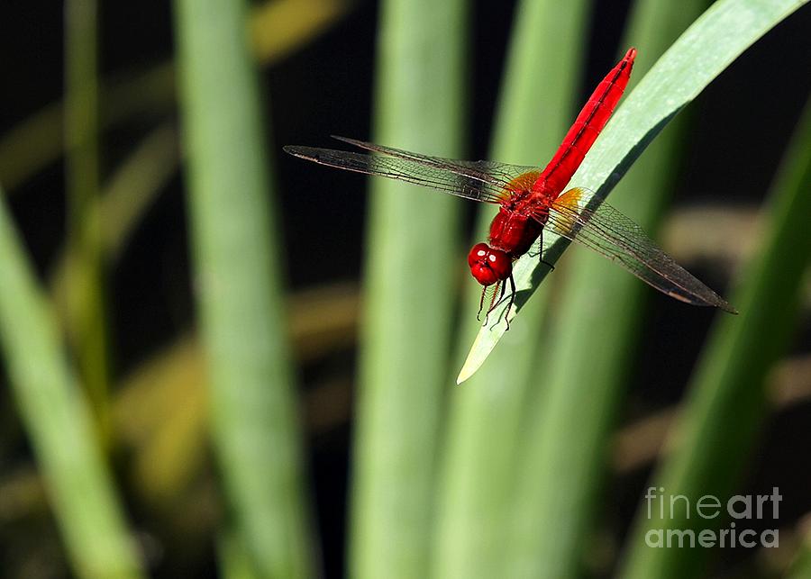 Electric Red Dragonfly Photograph by Sabrina L Ryan