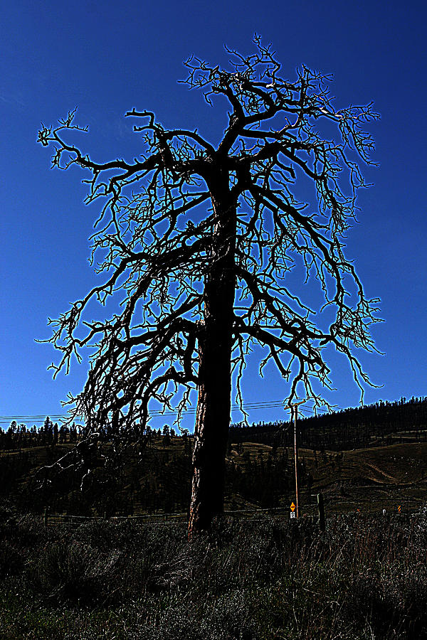 Electric Tree Photograph By Cameron Hamilton - Pixels