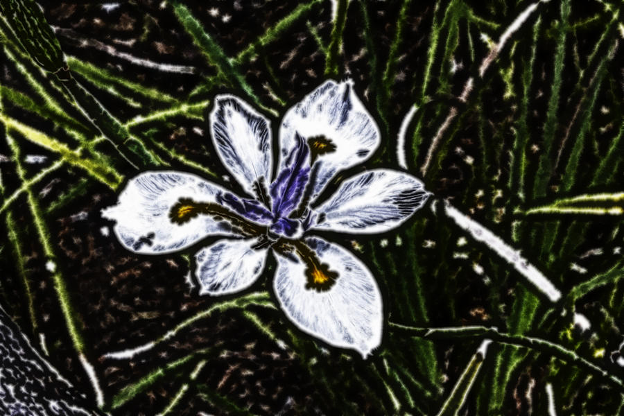Electric Wild Iris Digital Art by Photographic Art by Russel Ray Photos