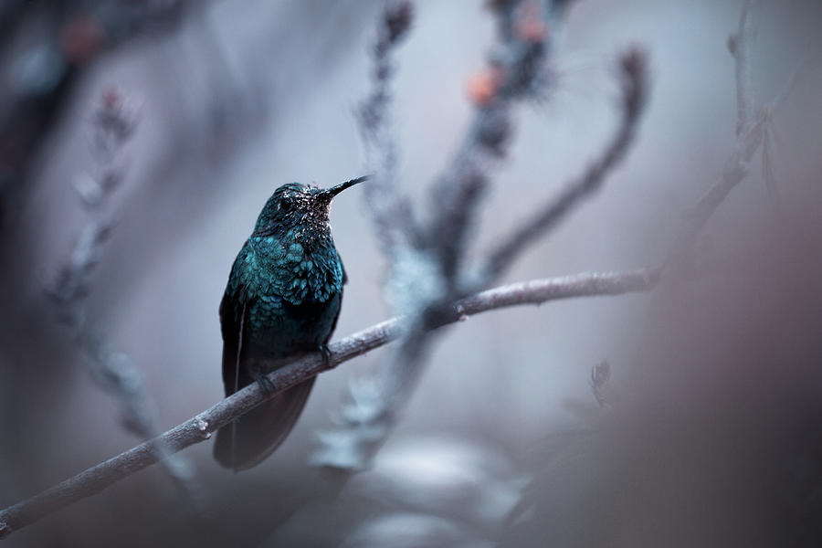 Hummingbird Photograph - Electrical Blue by Fabien Bravin