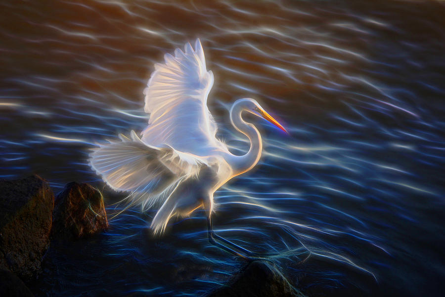 Electrified Egret  Photograph by Ola Allen