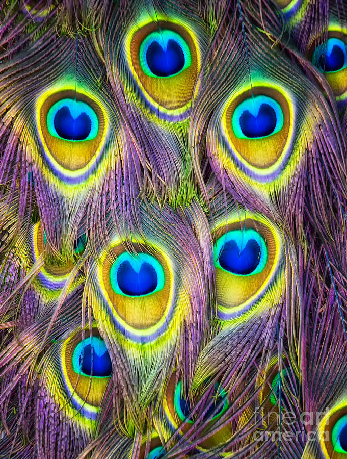 Electrifying Peacock Feathers Photograph by Mimi Ditchie