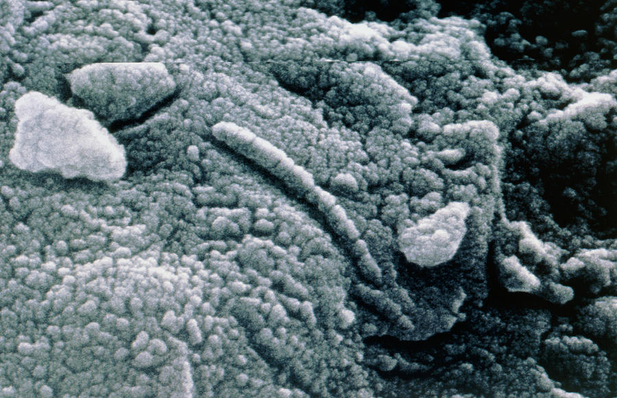Electron Micrograph Of Martian Microfossil Photograph by Nasa/science Photo Library
