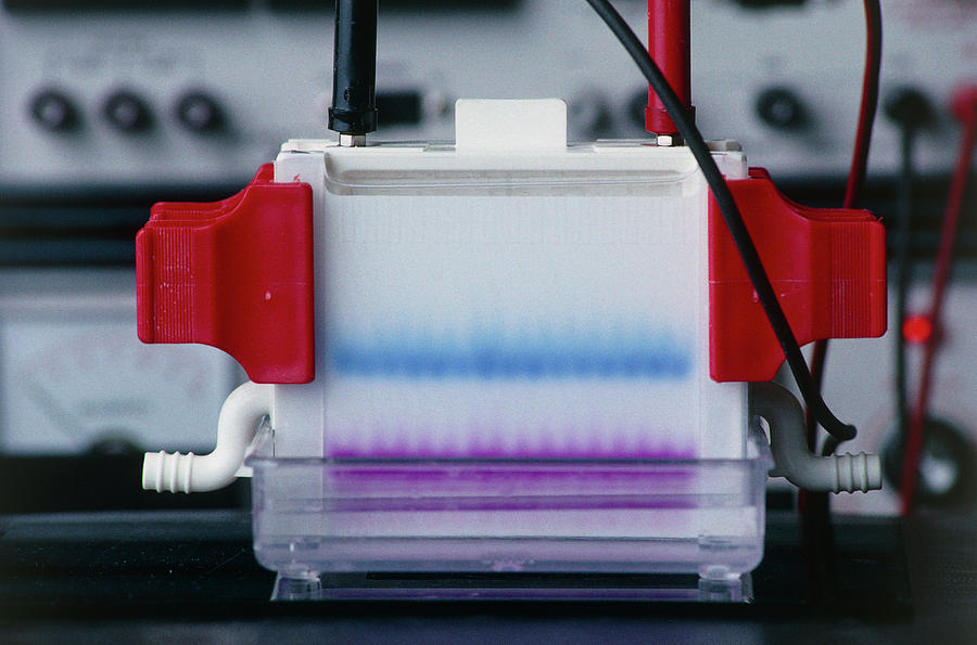 Electrophoresis Gel With Stained Dna Fragments Photograph by Peter Menzel/science Photo Library