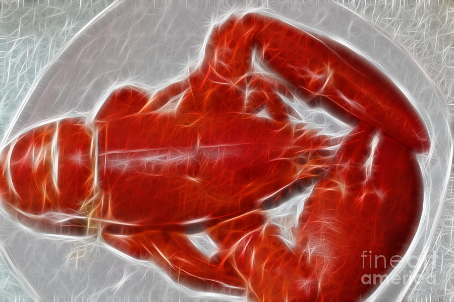 Red Lobster Photograph - Electrostatic Lobster by Barbara A Griffin